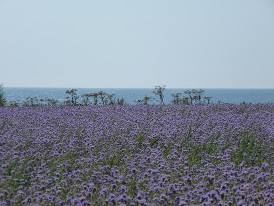 Hier riecht nicht nur das Meer fantastisch