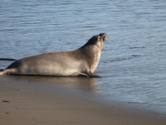 Immer mal wieder sieht man im Meer, beim Highway 1,  Seehunde. Extrem interessant