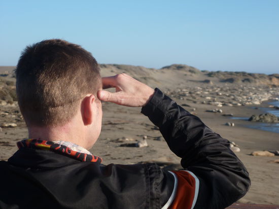 Wo sind die Seehunde???