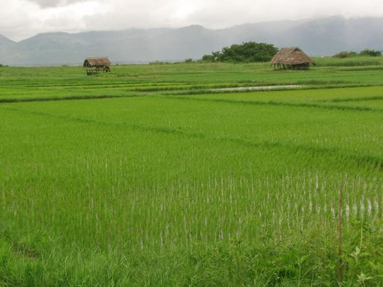 Der See ist vollständig von Vegetation umgeben.