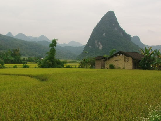 Hier dominiert die Landwirtschaft, Viehzucht und Reisanbau.