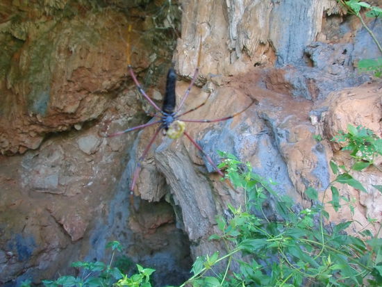 Der Eingang wurde von dieser handtellergroßen Spinne bewacht.