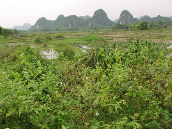 Es ist regnerisch aber die Natur beeindruckt mich sehr.