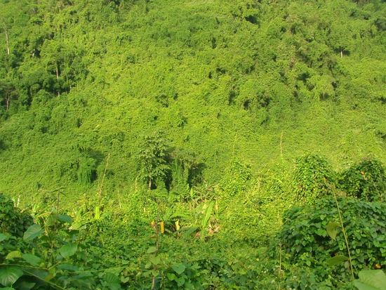 Der Dschungel protzt mit seinem sattem Grün.