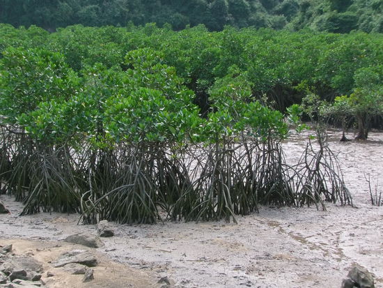 Die Mangroven schützen das Ufer
