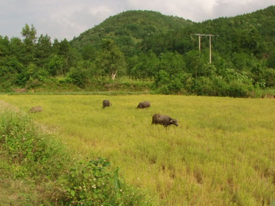Ich fuhr durch ein langes Tal. Überall wurde der Reis geerntet.
