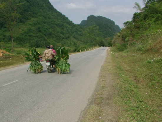 Auf dem Moped wird alles transportiert, Mais, mehrere Reissäcke, Enten, Hühner, Schweine und Baumaterial.