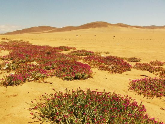 Es wird Frühling. Die Wüste blüht.