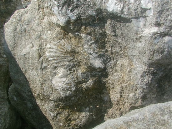 In manchen Felsen kann man versteinerte Muscheln entdecken.