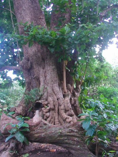 Dabei sitzen die Frauen im Schatten dieser alten, knorrigen Bäume und singen ihre traditionellen Lieder.