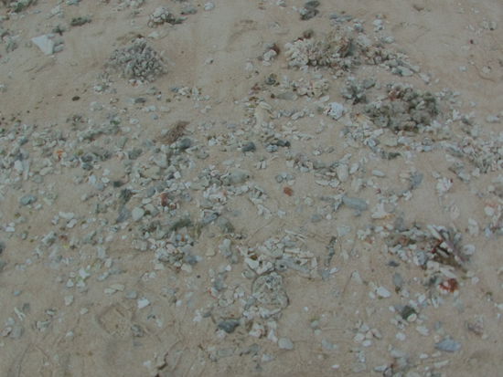 Die gesamte Insel, der Strand, die Kokoswälder und die Wege bestehen aus Korallenstücken und etwas Sand.