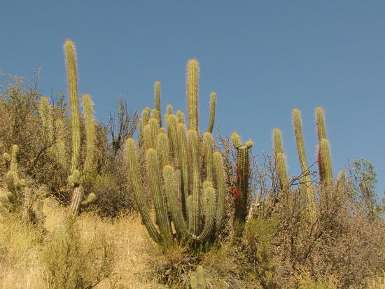 Am Rand blühen die Kakteen.