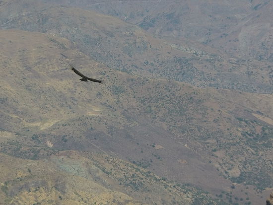 Riesige Vögel kreisen über der Schlucht.