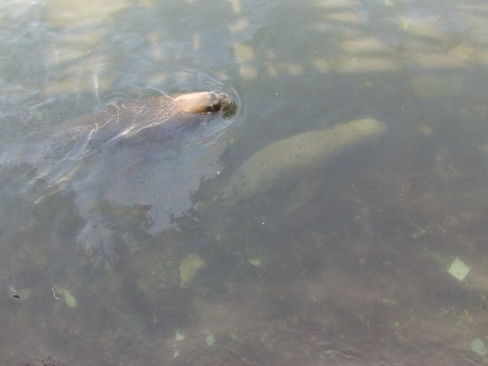 Direkt vor meinen Augen tummeln sich zwei Seehunde ( oder Seelöwen? )