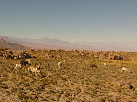 Viele weitere werden folgen.