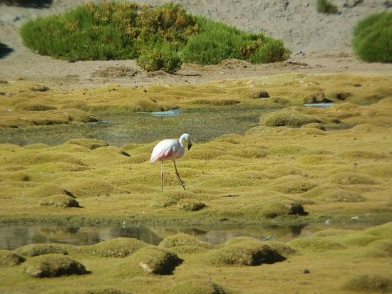 Auch bekomme ich die Flamingos zu Gesicht. Auf der Hinfahrt standen hier viele Touristen, nur die Vögel waren nicht zu sehen.