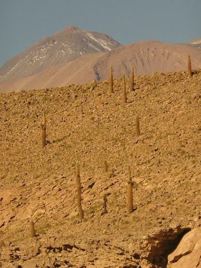 Auch sehr beeindruckend sind diese Riesenkakteen, manche sind bis zu 4m hoch.