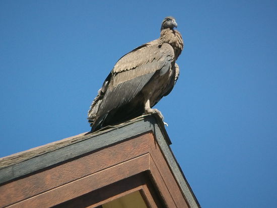 wo der Kondor seine Kreise durch die Lüfte zieht.