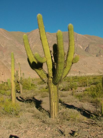 Diese ist an die 5 m hoch.