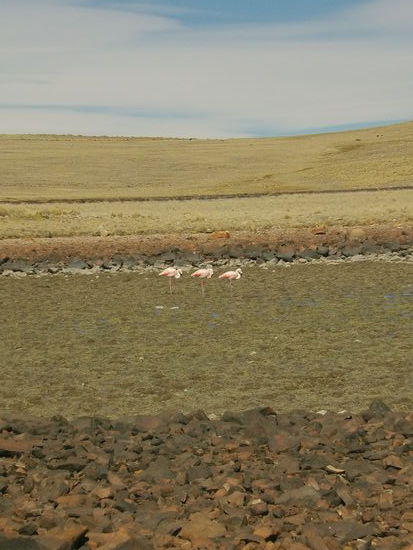 Es ist schwierig sich ihnen zu nähern.