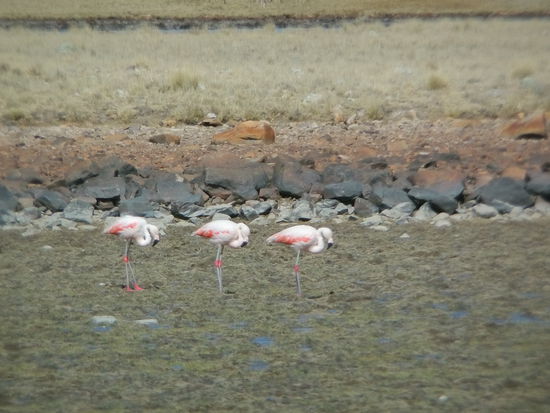 Ach ja und dann waren ja noch die Flamingos und