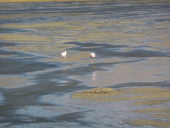 Die ersten Flamingos sind zu sehen.