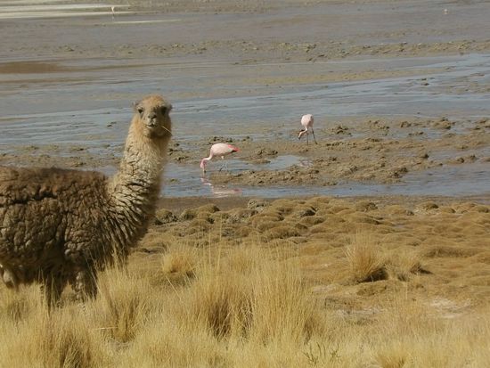 Lamas wundern sich über das knatternde Motorrad