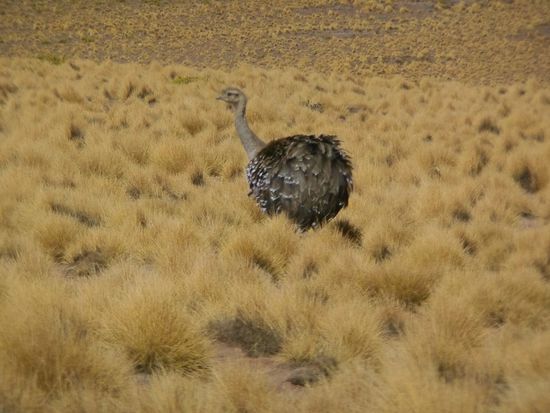und später rennen auch Emus oder Strauße von mir davon.