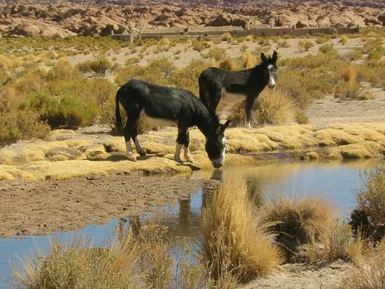Die beiden nehmen es etwas gelassener.