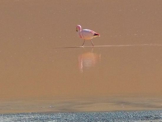 An die Flamingos ist schwer ran zukommen. Sie sind sehr scheu.