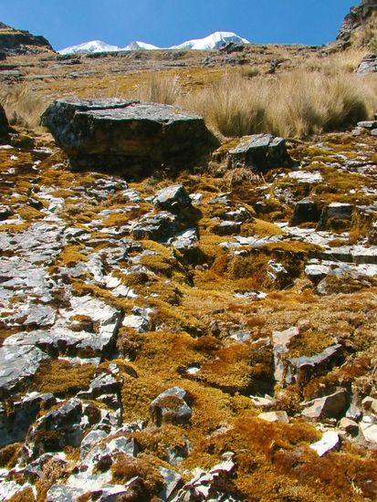 Ich laufe durch eine sehr farbenfrohe Landschaft.