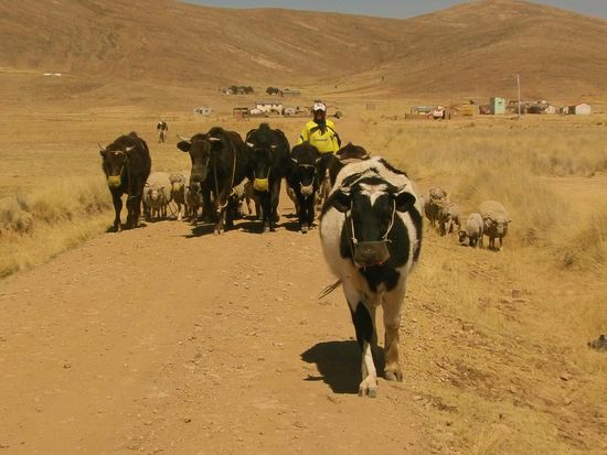 Es erinnert mich an die Mongolei, Steppe und Weite.