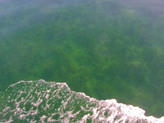 Der See ist recht flach hier und das Wasser ist klar.