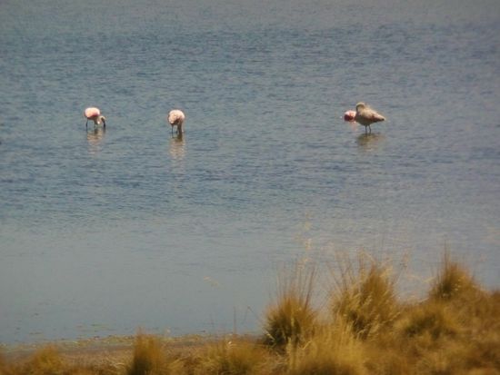 Flamingos