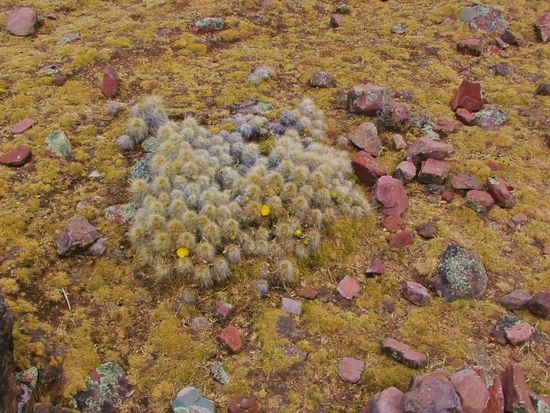 Keine Ahnung was das ist, aber das gibt es hier überall.