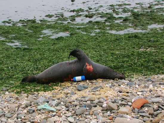 Tote Robbe und Mühl