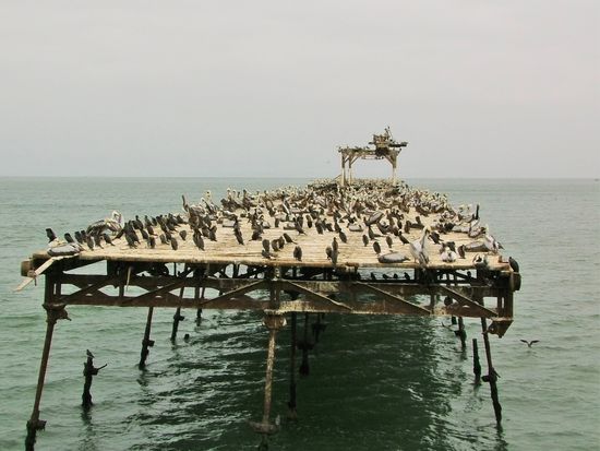 Interessante Vögel kann ich auch von der Stadt aus sehen.