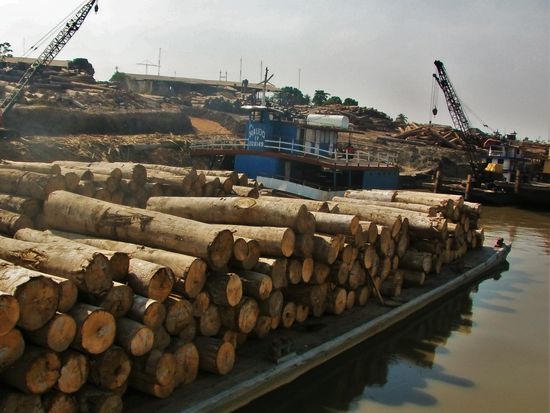 Im Hafen wird der Weil der Regenwald verladen.