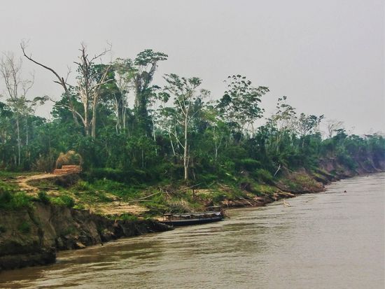 Der Regenwald zieht ans vorbei, oft ganz nah,