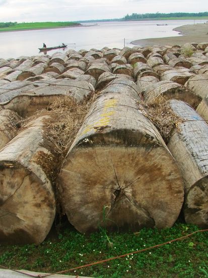 Am Ufer liegt wieder der Regenwald und gammelt vor sich hin.