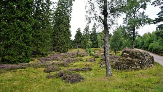 Besonders schön wird es, wenn man die kleinen Straßen entlangfährt, wo nur ein Auto durch passt.