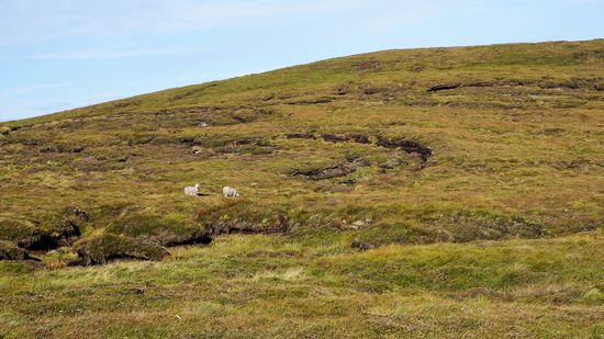 Es geht vorbei an Schafsweiden,
