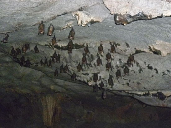 Fledermäuse in der Minh Chau Höhle