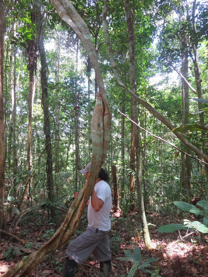 Der Anästhesie-Baum