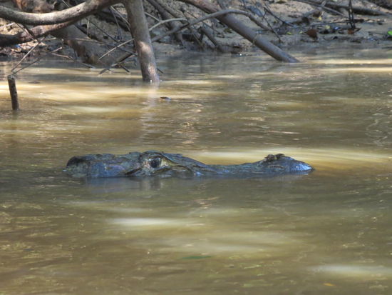 Kleiner ca. 4m Caimaninae