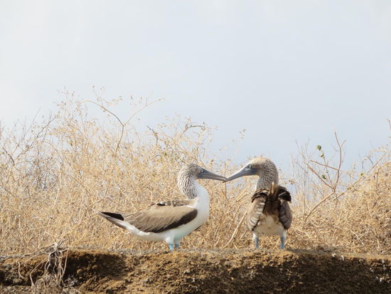 streitende Blaufusstölpel