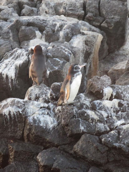 Galapagos Pinguine
