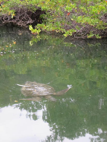 Eine der vielen Schildis