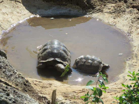 "Minis" - 5 Jahre alt