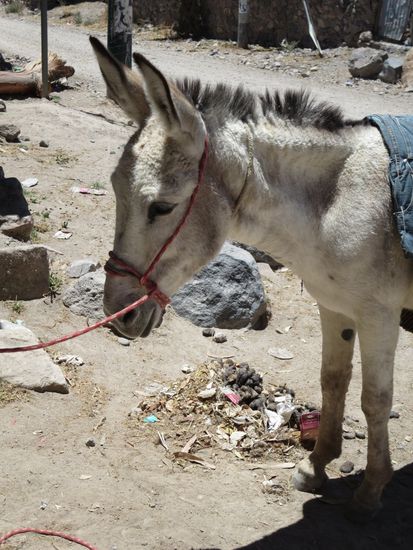 Eduard - konnte man auch kaufen. Passte nur nicht in den Minivan